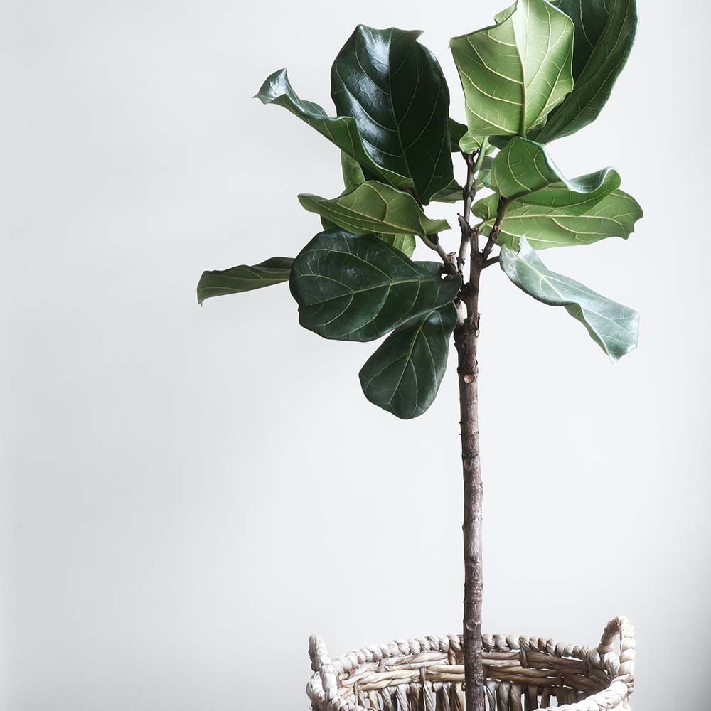 byron bookkeeper about ficus